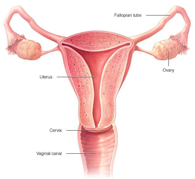 Ovarian Cancer